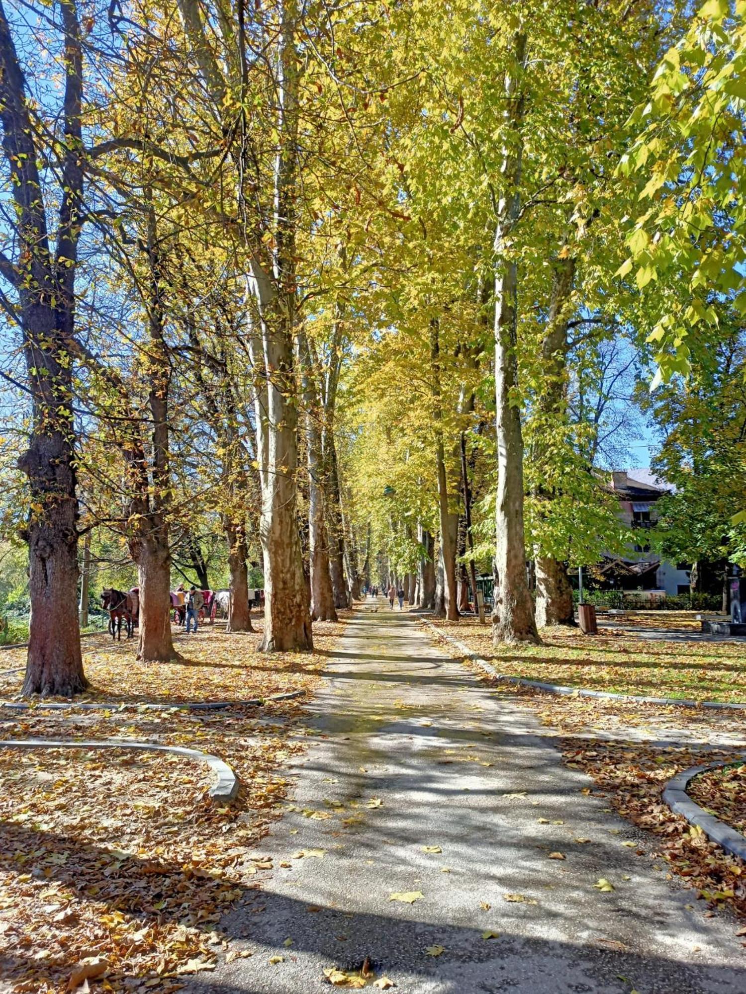 Lux Ilidza *